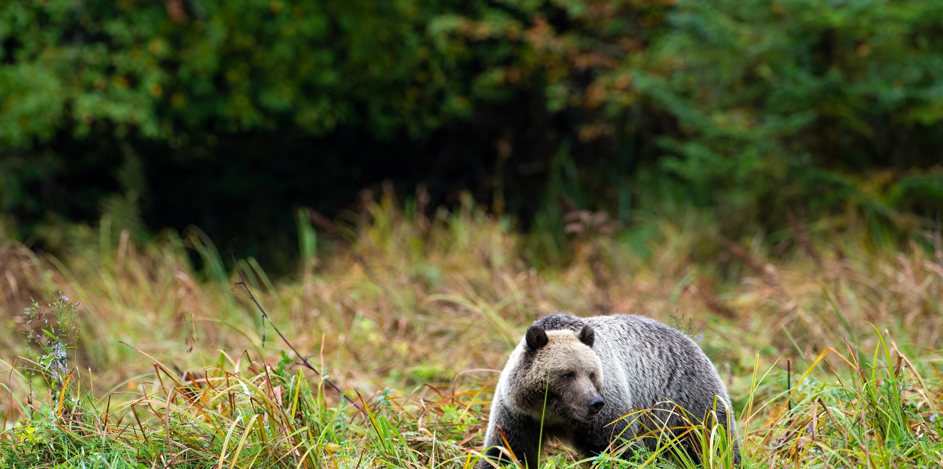 Grizzly Bears of Knight Inlet Lodge